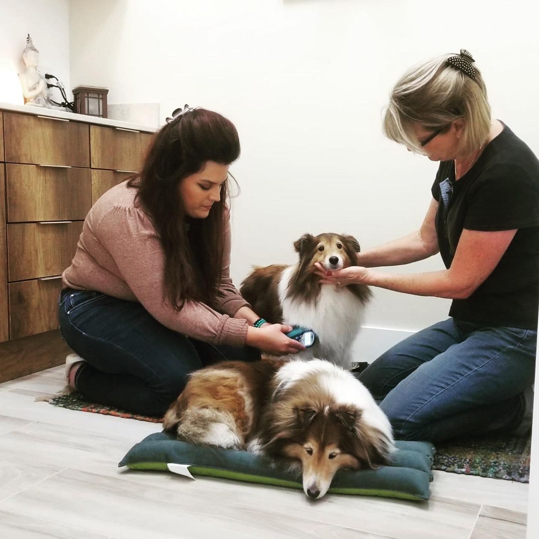 Meet the Harmony Team Harmony Animal Hospital.